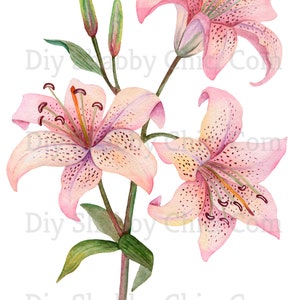 Waterslide Decals Shabby Chic Furniture Image Transfer vintage Antique Home Craft Label Crafts Scrapbooking Card Making DIY Pink Lily