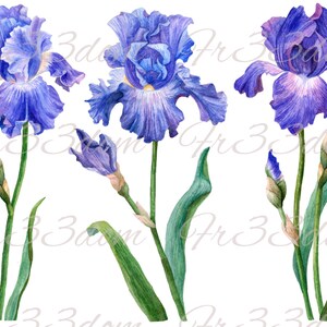Wasserschiebe Abziehbilder, Diy Shabby Chic, Möbel Transfer, Vintage Bild Transfer, antikes Haus Handwerk 112 Iris