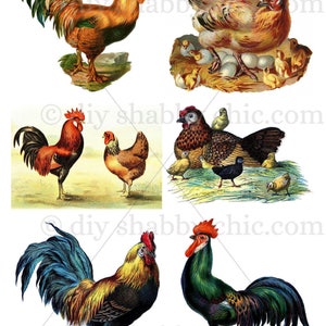 Waterslide Decals Shabby Chic Furniture Image Transfer vintage Antique Home Craft Label Crafts Scrapbooking Card Making DIY Chicken Poultry