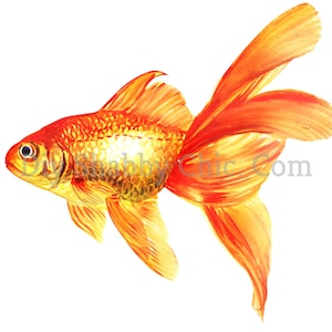 Schneide- und Stick klar weiß Möbel Wand Selbstklebende Aufkleber Vinyl Perlmutt Bastelpapier Goldfisch
