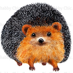 Könnte beinhalten: Eine Aquarell-Illustration eines braunen und schwarzen Igels mit einem süßen Gesicht. Der Igel steht auf einem weißen Hintergrund.