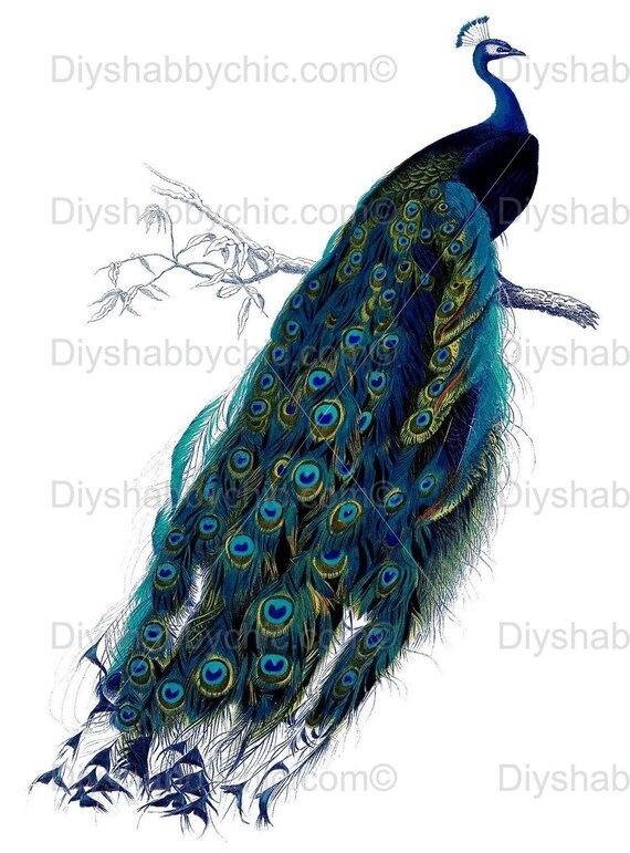 Waterslide Home Furniture Slide Decal Vintage Image Transfer Blue Peacock Chic Waterslide Home Furniture Slide Decal Vintage Image Transfer Blue Peacock Chic