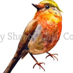 Tobogán de agua Calcomanías Shabby Chic Muebles Transferencia de imágenes Vintage Antique Home Craft Label Artesanías Scrapbooking Card Making DIY Painted Robin
