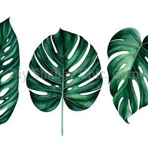 Geschnitten und kleben klar weiß Möbel Wand Selbstklebende Aufkleber Vinyl Perlmutt Bastelpapier Palmblätter
