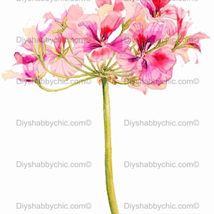 Waterslide Stickers Shabby Chic Furniture Image Transfer Vintage Antique Home Craft Label Crafts Scrapbooking Card Making DIY Pink Hydrangea