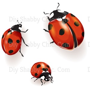 Calcomanías de tobogán Decales Shabby Muebles Chic Transferencia vintage antigua casa artesanía artesanías scrapbooking tarjeta haciendo diy lady bugs