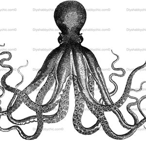 Könnte beinhalten: Eine Schwarzweißillustration eines Kraken mit acht Tentakeln. Der Krake ist detailliert und realistisch dargestellt, seine Tentakel sind in verschiedenen Positionen gekrümmt und verdreht.