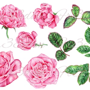 Waterslide decalques shabby chique móveis transferência de imagem vintage antigo casa artesanato etiqueta artesanato scrapbooking cartão fazendo diy rosa peças