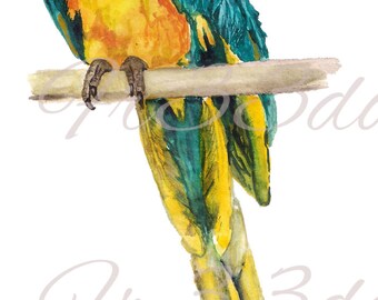 Waterslide Decals, Diy Shabby Chic, Furniture Transfer, Vintage Image Transfer, Antique Home Craft 235 Macaw
