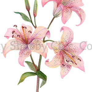 Cut and Stick Klar weiß Möbel Wand Selbstklebende Aufkleber Vinyl Perlmutt Bastelpapier Rosa Lilie