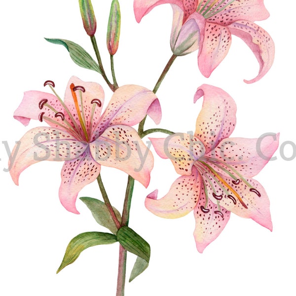 Cut and Stick Clear White Furniture Wall Self Adhesive Stickers Vinyl Pearlescent Craft Paper Pink Lily