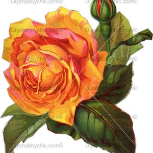 Waterslide Decals Shabby Chic Furniture Image Transfer vintage Antique Home Craft Label Crafts Scrapbooking Card Making DIY Orange Rose