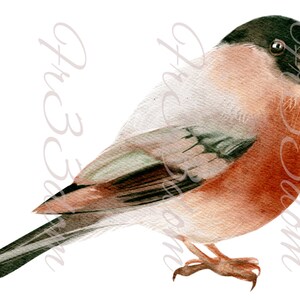 Schneiden & Kleben, Selbstklebende Aufkleber, Möbel, Wandaufkleber, klar, Transfer, Kunst, Collage, Mixed Media, Kinder Aufkleber, 219 Finch Zeichnung