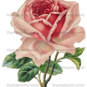 Waterslide decalques shabby chique móveis transferência de imagem vintage antigo casa artesanato etiqueta artesanato scrapbooking cartão fazendo diy rosa pálido rosa