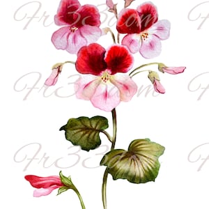 Calcomanías de tobogán, Diy Shabby Chic, Transferencia de muebles, Transferencia de imagen vintage, Antique Home Craft 230 Geranio