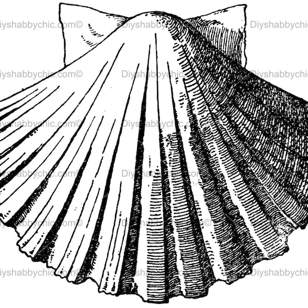 Waterslide Calcomanías Shabby Muebles Chic Transferencia Vintage Antigua Casa Artesanía Etiqueta Artesanías Scrapbooking Tarjeta haciendo diy shell