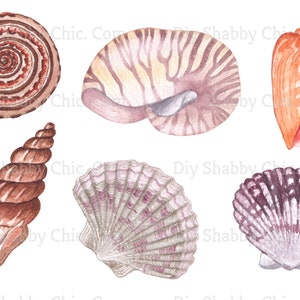 Puede incluir: Seis conchas diferentes de formas y colores variados. Las conchas están pintadas en estilo acuarela y están aisladas sobre un fondo blanco.