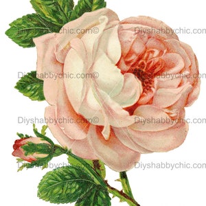 Waterslide Calcomanías Shabby Muebles Chic Transferencia vintage antigua casa artesanía artesanías tarjeta scrapbooking que hace diy hermosa rosa