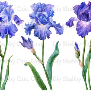Waterslide Decals Shabby Chic Furniture Image Transfer vintage Antique Home Craft Label Crafts Scrapbooking Card Making DIY Iris