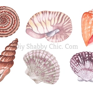 Geschnitten und Stick Klar weiß Möbel Wand Selbstklebende Aufkleber Vinyl Perlmutt Bastelpapier Aquarell Muscheln