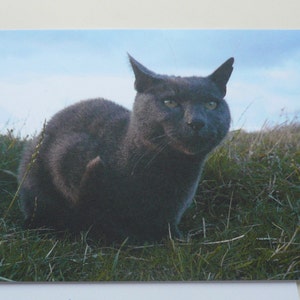 Postcard grey tomcat, offset print, analogue photographie image 1