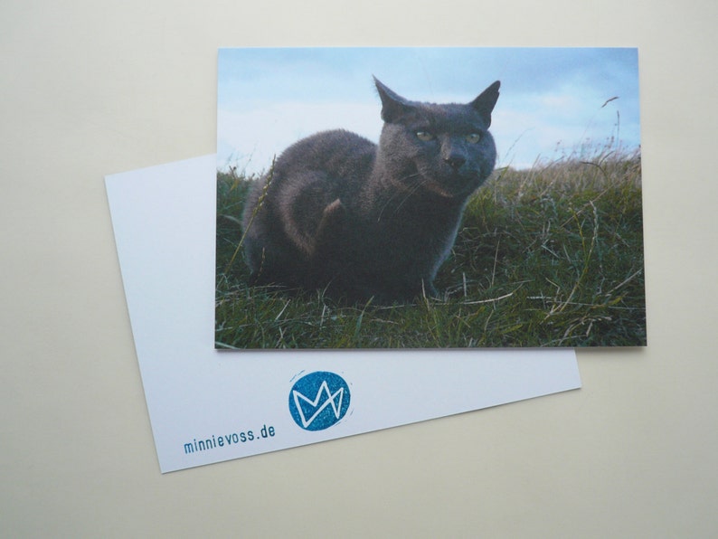 Postcard grey tomcat, offset print, analogue photographie image 1