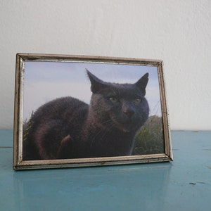 Postcard grey tomcat, offset print, analogue photographie image 2
