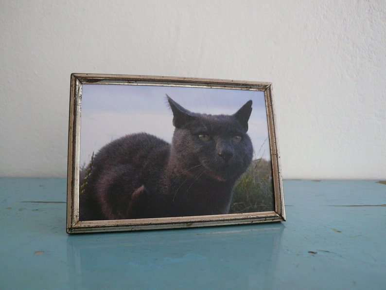 Postcard grey tomcat, offset print, analogue photographie image 2