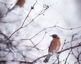 Photographs, Photography Prints, Home Decor, Bird Photography, Wildlife Photography, Nature Photography