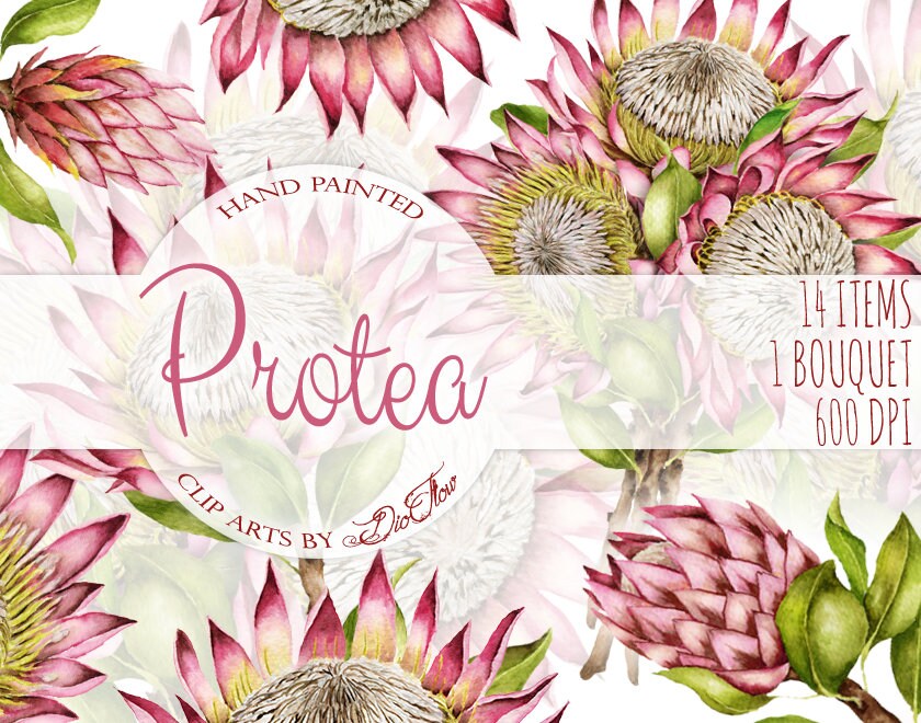 Watercolor Protea Clipart King Protea Clip Art Australian | Etsy Singapore