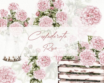 Watercolor Confederate Rose Shabby Bouquet Vintage Clipart Cotton Rose Pink Blush Clip Art Vintage Rustic Illustration Shabby Mallow Rose
