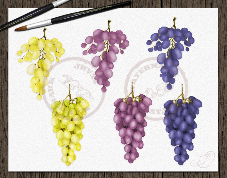 Grape Grapes Clipart Watercolor Grape Wine Clip Art Greenery Vines Leaves Vineyard Green Vinery Grapery Fall Fruits Vector Invitation