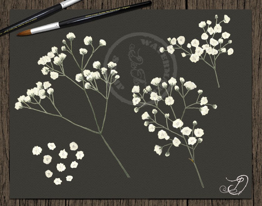 Baby's Breath Clipart White Gypsophila Flowers Clip Art Etsy UK