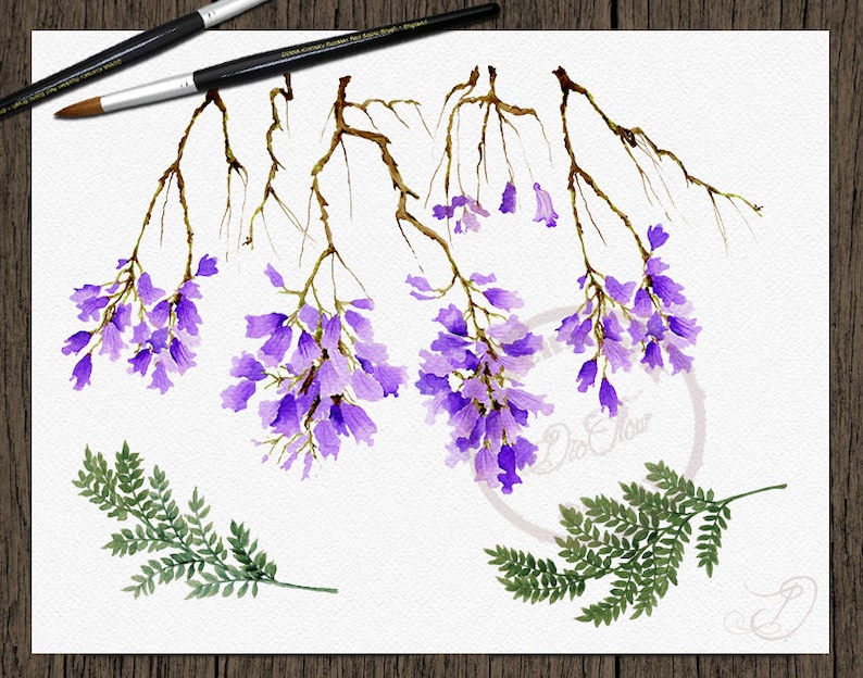 Jacaranda Watercolor Clipart Purple Flowers Clip Art Lilac Flower Floral Wedding Invitation Illustration Vector Decor Jacaranda Tree Petals image 2