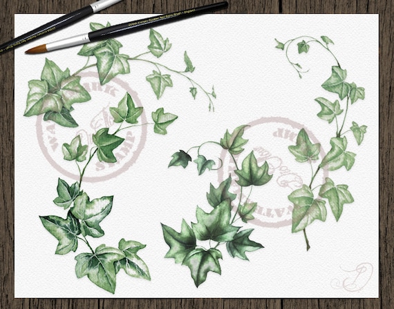 Aquarell Greenery Efeu Clipart Hedera Aquarell Clip Art Reben Efeu Wald  Bltter Laub grner Wald Hochzeitseinladung Illustration - Etsy.de