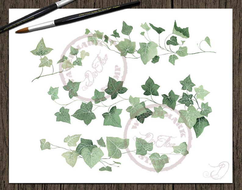 Greenery Ivy Clipart Watercolor Clip Art Vines Leaf Woodland Leaves Foliage Handpainted Green Forest Wedding Invitation Illustration Ivy