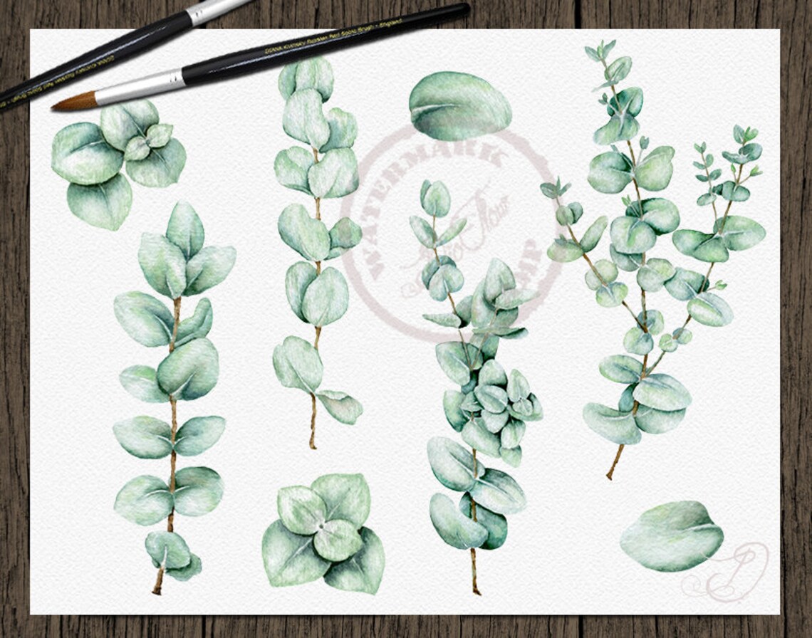 Eucalyptus Clipart Baby Blue Spiral Greenery Clip Art Watercolor ...