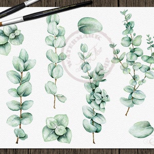 Eucalyptus Clipart Baby Blue Spiral Greenery Clip Art Watercolor ...