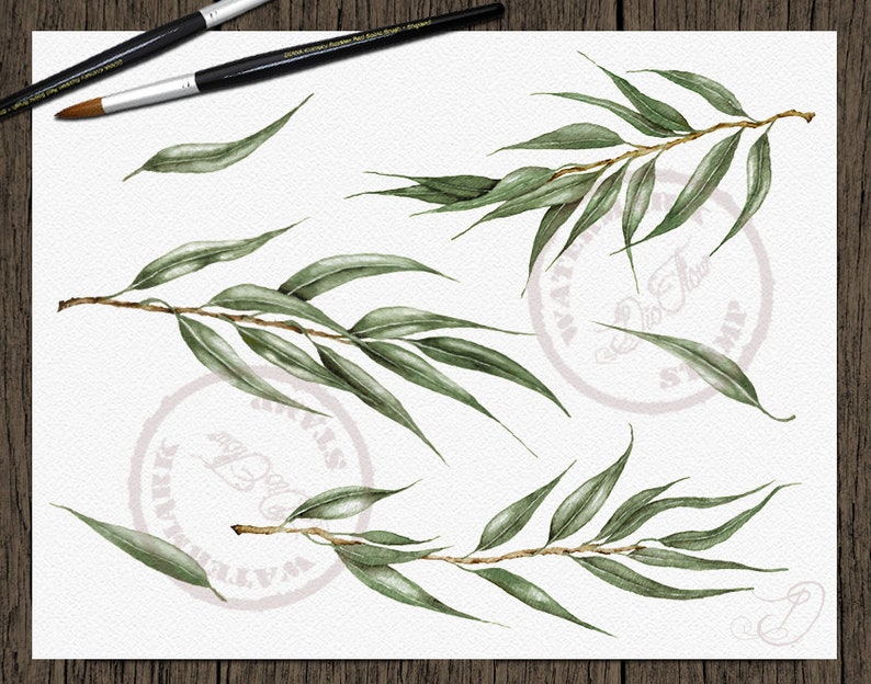 Watercolor Eucalyptus Greenery Clipart Willow Seeded Eucalyptus Clip ...