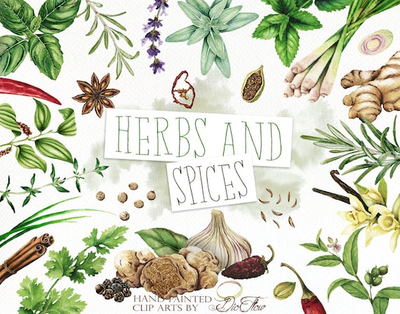 Watercolor Herbs Spices Clipart Clip Art Condiment Herb Spice
