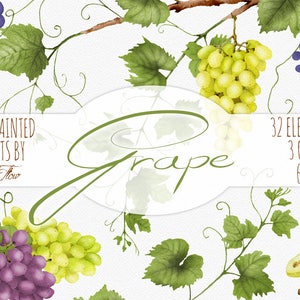 Uvas Clipart Aquarela Uva Vinho Clip Art Verdura Videiras Folhas Vinhedo Verde Vinícola Uva Frutas de Outono Vetor Convite - "Uva"