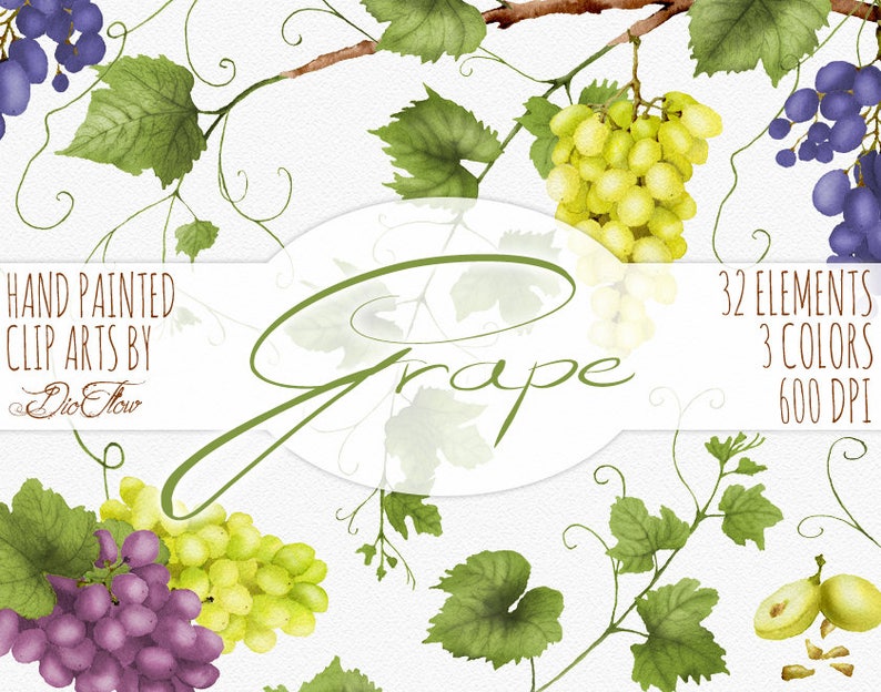 Grape Grapes Clipart Watercolor Grape Wine Clip Art Greenery Vines Leaves Vineyard Green Vinery Grapery Fall Fruits Vector Invitation