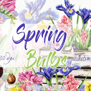 Watercolor Spring Bulbs Bulbous Flowers Clipart Bulby Clip Art Tulip Daffodil Hyacinth Iris Spring Wedding Invitation Illustration Flower