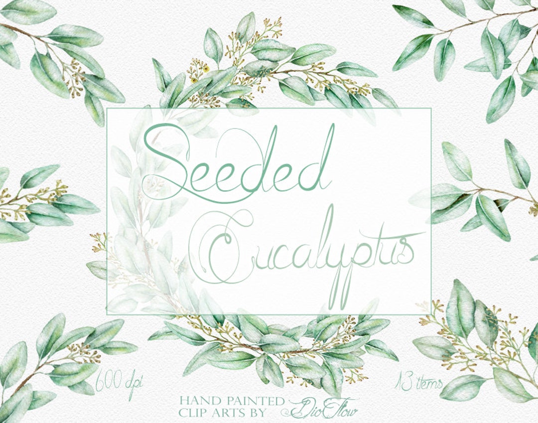 Eucalyptus Greenery Watercolor Clipart Seeded Eucalyptus Clip Art Aqua ...