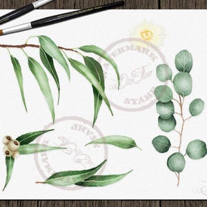 Watercolor Eucalyptus Clipart Greenery Clip Art Eucalyptus Greenery Baby Silver Dollar Leaf Green Leaves Illustration Vector Invitation Art image 5