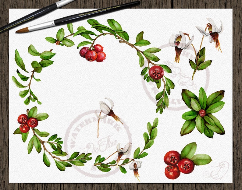 Watercolor Cranberry Clipart Cranberries Clip Art Branches Etsy