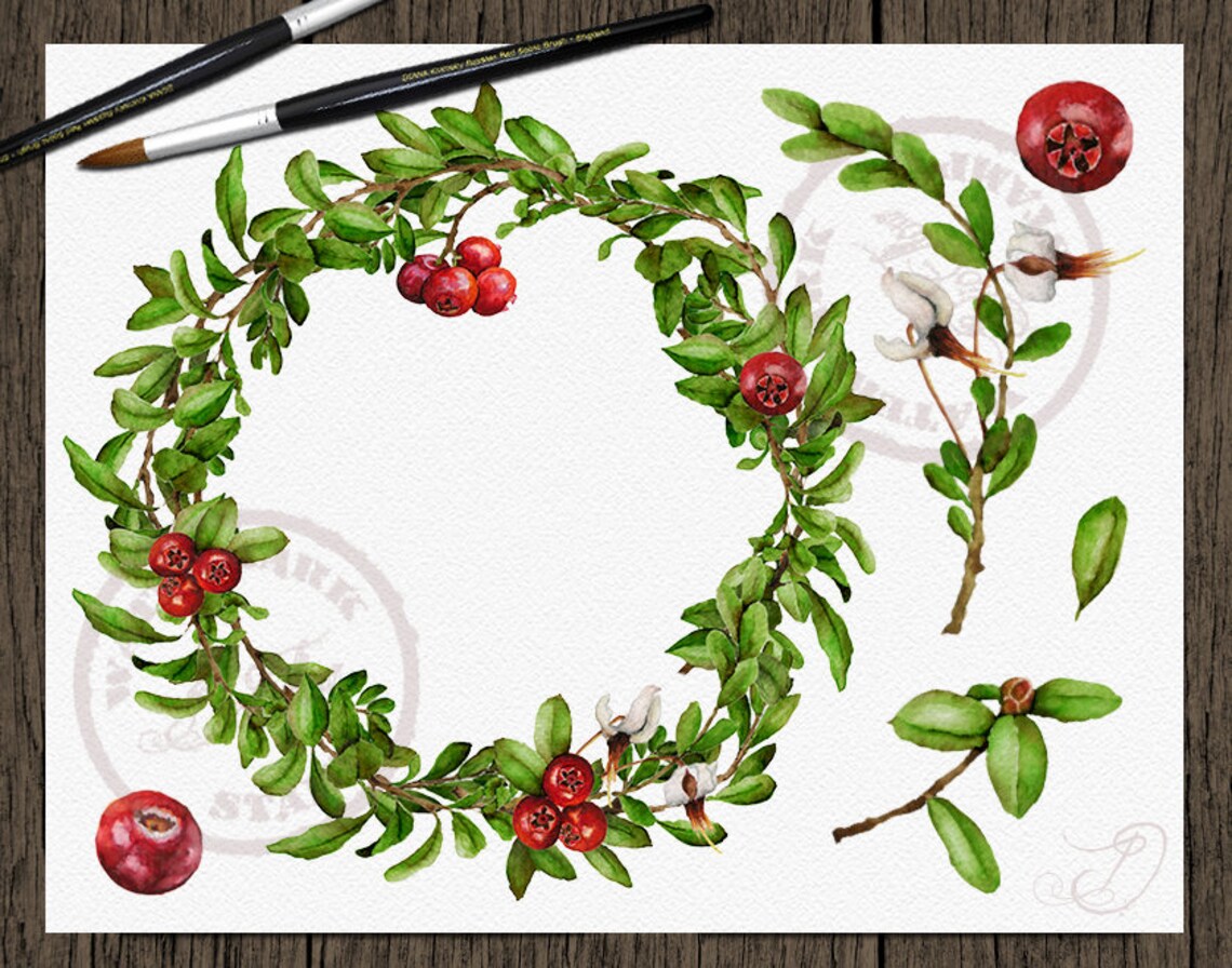 Watercolor Cranberry Clipart Cranberries Clip Art Branches Etsy