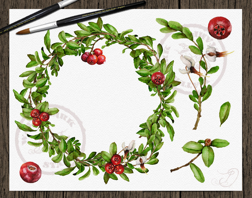 Watercolor Cranberry Clipart Cranberries Clip Art Branches Etsy