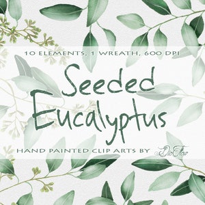 Eucalyptus verdure clipart saule graines clip art verdure eucalyptus clipart aquarelle verdure feuilles peintes à la main - « Graines Eucalyptus »
