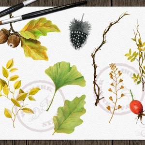 May include: Watercolor illustrations of various autumn leaves, branches, and berries. The illustrations include a ginkgo leaf, oak leaves, a rose hip, a branch with small leaves, and a branch with acorns.